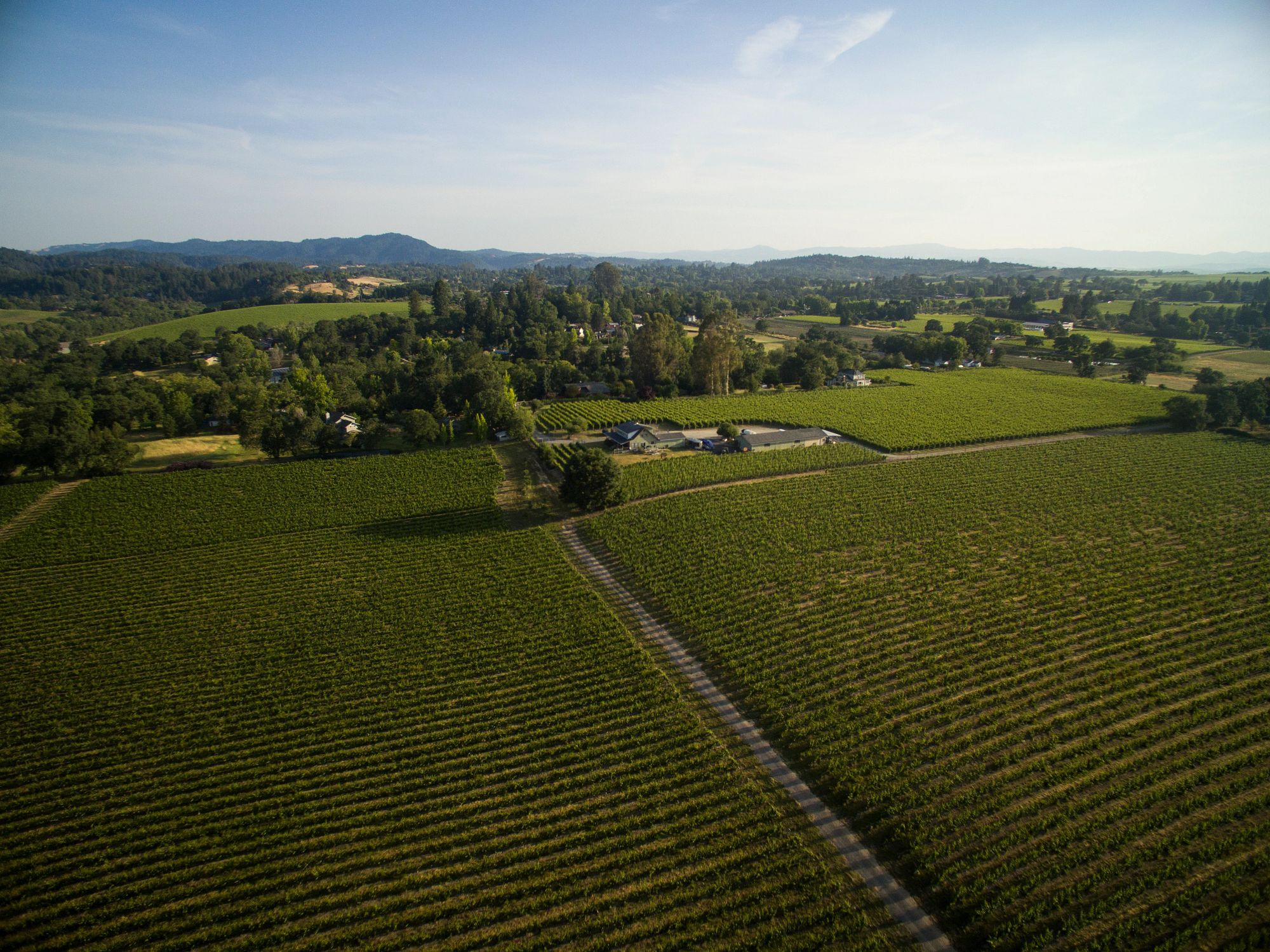 Fog Dance vineyard